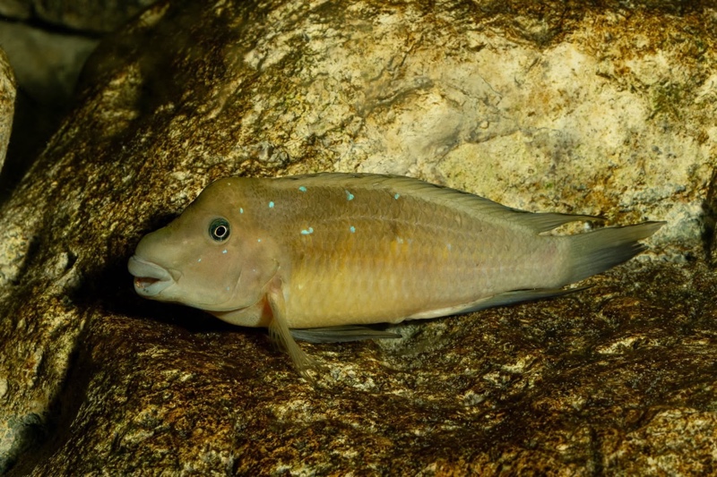 Spathodus marlieri 'Kagunga'